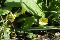 Primula vulgaris