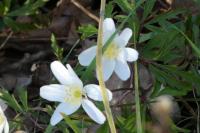 Anemone nemorosa