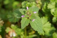 Lamium purpureum