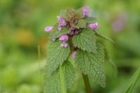 Lamium purpureum