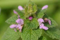 Lamium purpureum