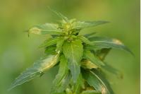 Mercurialis annua
