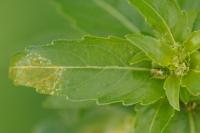 Mercurialis annua