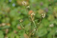 Capsella bursa-pastoris