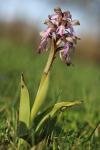 Himantoglossum robertianum