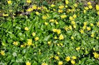 Ficaria verna