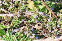 Glechoma hederacea