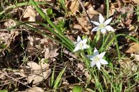 Ornithogalum divergens