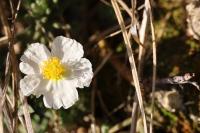 Helianthemum apenninum