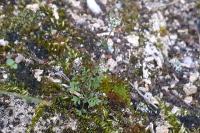 Hornungia petraea