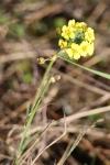 Alyssum montanum
