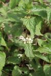 Lamium album