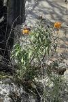 Erysimum cheiri