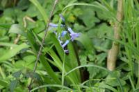 Hyacinthoides non-scripta