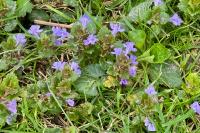 Viola riviniana