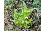 Symphytum officinale