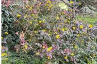 Berberis aquifolium