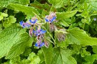 Borago officinalis