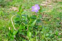 Vinca major