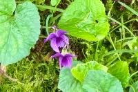 Viola odorata