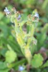 Lycopsis arvensis