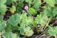 Geranium molle