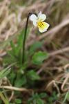 Viola arvensis