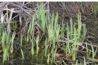 Iris pseudacorus