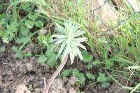 Euphorbia