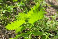 Urtica urens