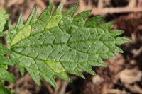 Urtica urens