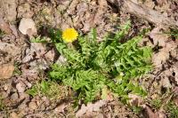 Taraxacum officinale