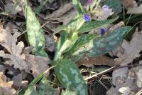 Pulmonaria longifolia