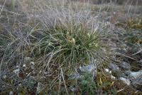 Carex humilis