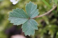 Potentilla sterilis