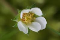 Potentilla sterilis