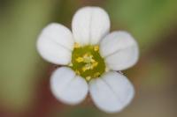 Saxifraga tridactylites