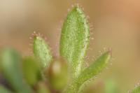 Saxifraga tridactylites