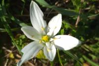 Ornithogalum divergens