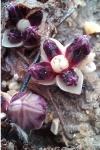Lathraea clandestina