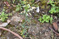 Arabidopsis thaliana