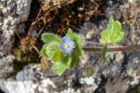 Veronica hederifolia