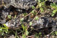 Veronica hederifolia