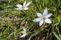 Ornithogalum umbellatum
