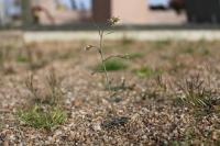 Arabidopsis thaliana