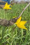 Tulipa sylvestris