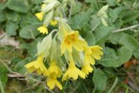 Primula x polyantha
