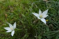 Ornithogalum divergens