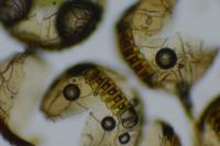 Polypodium interjectum