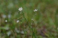 Spergula arvensis